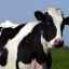 Rasa de vaci kholmogory: descriere, caracteristici