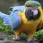 Cum să înveți un papagal macaw să vorbească