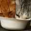 Cum să înțărcați o pisică din alimente uscate: cele mai bune metode pentru schimbarea dietelor
