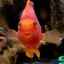 Cum să îngrijești peștii papagal într-un acvariu