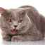 Colapsul traheal la o pisică: cauze și simptome ale patologiei