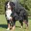 Rase de câini mari: descriere și caracteristici ale câinilor de talie mare