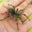Tarantula păianjen: descriere, fotografie, otrăvitoare sau nu?