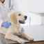 Insuficiență renală la câini - cauze, simptome și tratamentul sindromului