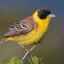 Pasăre de fulgi de ovăz: descriere a aspectului, nutriție, reproducere și fotografie