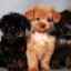 Rasa de câine petersburg orchid: caracteristici și descrierea rasei