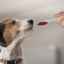 Suspendarea de la viermi pentru câini: o listă completă de medicamente, descriere și dozare