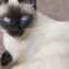 Pisica thailandeză: standarde de rasă, nuanțe de întreținere și îngrijire
