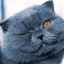 Talismanul afacerilor financiare: semne și superstiții despre o pisică cenușie