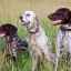 Reprezentanți tipici ai raselor de câini de vânătoare cu descriere și fotografie (p1)
