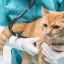 Respirație rapidă la pisici: simptome și cauze