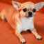 Chihuahua care: argumente pro și contra, recenzii