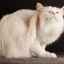 Vlasoizi la pisici: simptome, semne și tratament