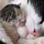 Constipație la o pisică după naștere: motive pentru a ajuta animalul