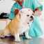 Hipotiroidism la câini: cauze, simptome, diagnostic și tratament