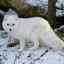 Vulpea arctică albastră și albă: unde locuiesc?