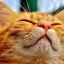 Cum și cum să tratezi curgerea nasului unei pisici acasă