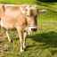 Care sunt avantajele și dezavantajele rasei elvețiene de vaci: caracteristici