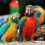 Care papagali sunt cei mai inteligenți