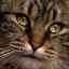 Descărcare maro din ochii unei pisici: cauze, tratament