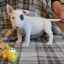 Bull terrier miniatural: descrierea rasei și caracteristici de îngrijire