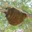 Oaspeți neinvitați: ce trebuie făcut atunci când albinele apar în țară sau acasă