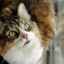Salivarea excesivă la o pisică (pisică) - cauze și tratament