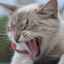 De ce mirosul unei pisici sau pisici putrezit din gură și cum să scapi de miros