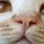 De ce pisicile au nasul ud și ce înseamnă uscăciunea?