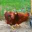 Rase de găini ouătoare în ucraina: descriere și fotografie