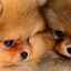 Câini pufoși: o listă de rase, caracteristici, caracteristici de întreținere și îngrijire