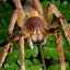 Cei mai mari și mai periculoși păianjeni din lume