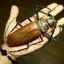 Cel mai mare gândac: lemnar de titan, hercule sau bigtooth