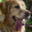 Dermatita seboreică la câini: diagnostic, tratament, măsuri de prevenire
