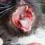Simptome și tratamentul infecției cu calcevirus la pisici