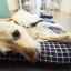 Simptome și tratamentul adecvat al sindromului cushing sau hiperadrenocorticismului la câini