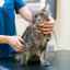 Sindromul cauda equina la pisici: cauze, simptome, tratament
