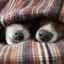 Câți câini dorm pe zi: etape de somn, vârstă și rutina zilnică a animalului de companie