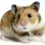 Cât costă un hamster și întreținerea acestuia?