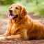 Rasa câinelui golden retriever este un animal de companie minunat