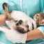 Crampe la pisici: cauze și tratament