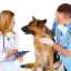 Vasculita la câini: semne, diagnostic și tratament