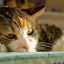 Hepatita felină: simptome și tratament