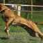Dread cavaler în pielea câinelui - fila brasileiro mastiff