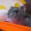 Cum se curăță cușca unui hamster
