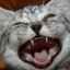 Dinții de pisică - de la incisivi la molari