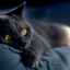 Pisica se ascunde în locuri întunecate: aflând motivele