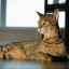 Pisica savannah: descrierea rasei și caracterului, întreținere și îngrijire