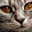 Sângele în ochiul unei pisici: cauze și tratamente