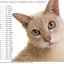 Determinați vârsta unei pisici după standardele umane folosind tabelul